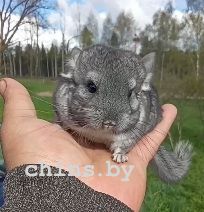 Screenshot_20250426_095755_Video Player.jpg Screenshot_20250426_095755_Video Player.jpg