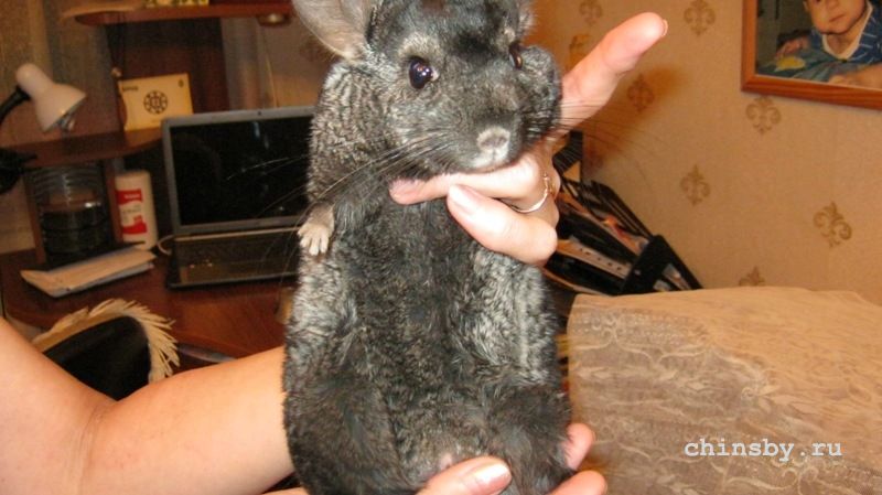 IMG_0307 - копия - копия.JPG