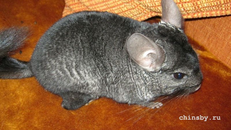 IMG_0319 - копия - копия - копия.JPG