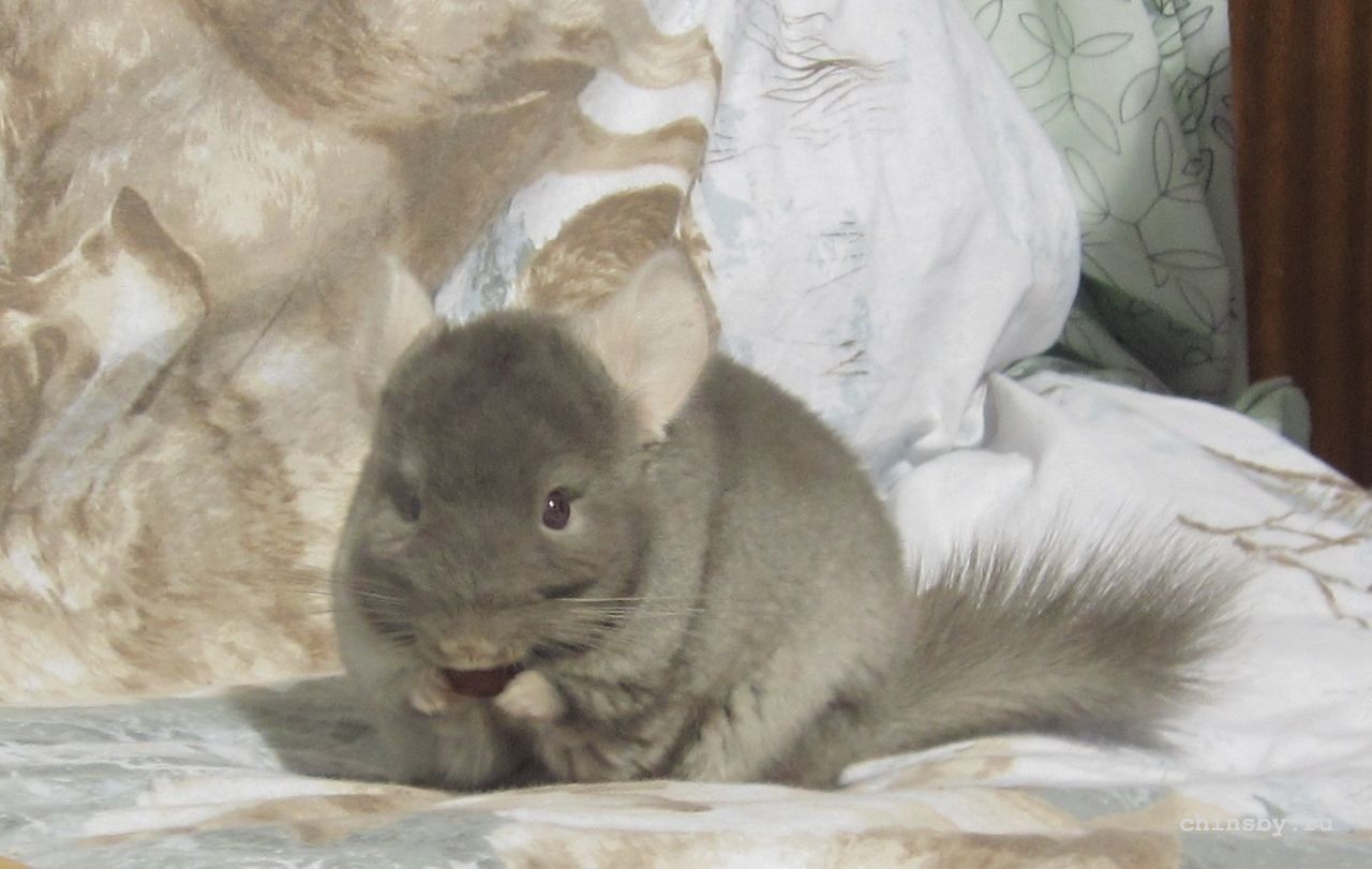 Куби с яблочком.jpg