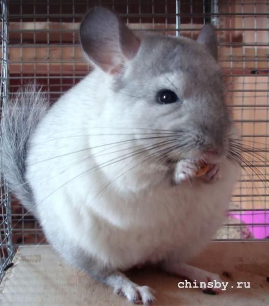 яблочный колобок.jpg