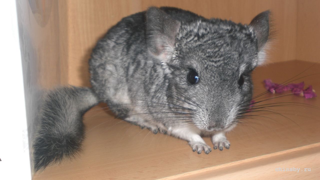 CIMG0134.JPG