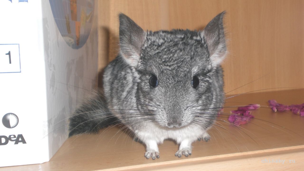 CIMG0136.JPG