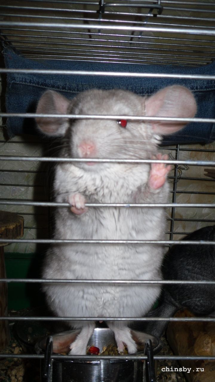 мартин 1 0.JPG