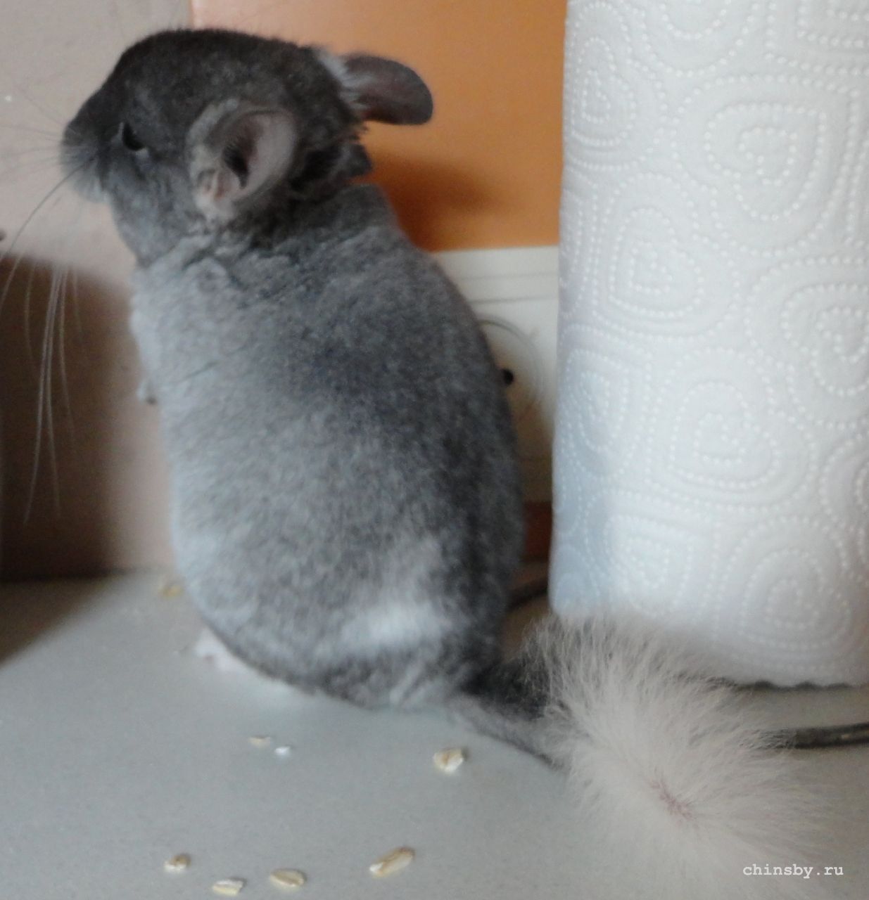 mugura Mauglitim.JPG