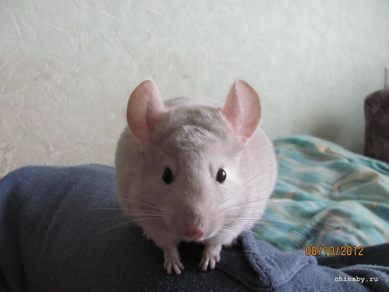 Изображение 972.jpg