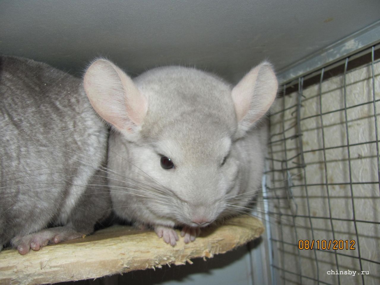 Изображение 1003.jpg