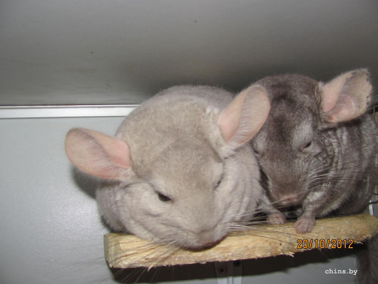 Изображение 1071.jpg