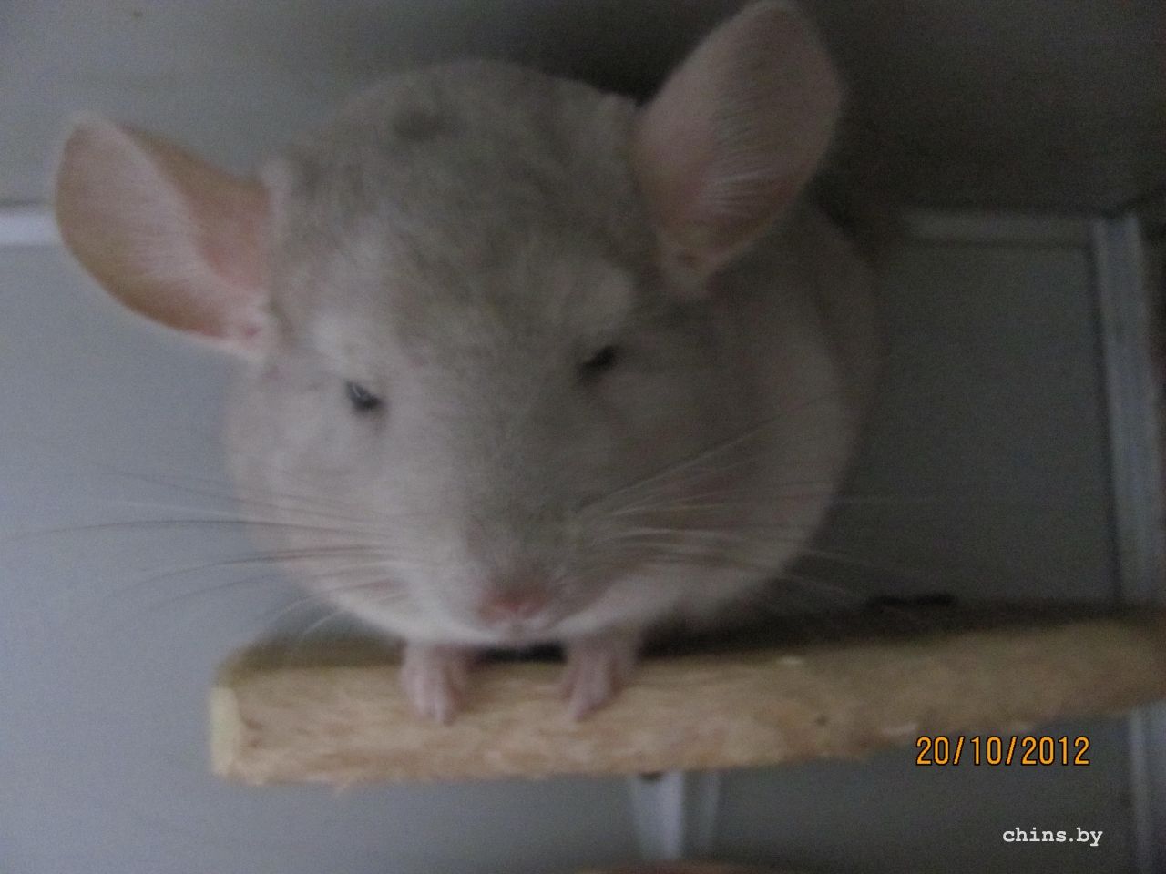 Изображение 1073.jpg