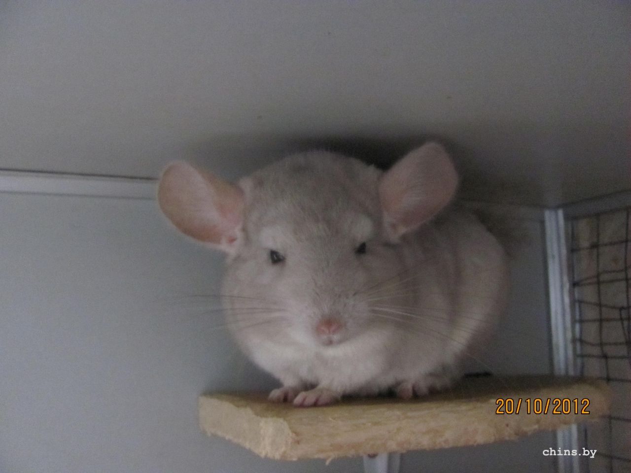 Изображение 1077.jpg