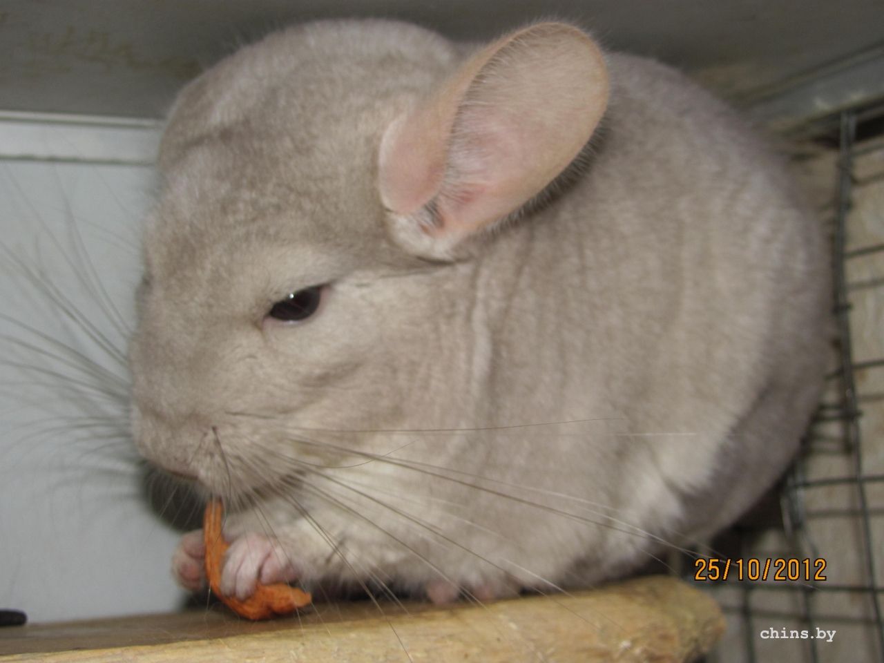 Изображение 1132.jpg