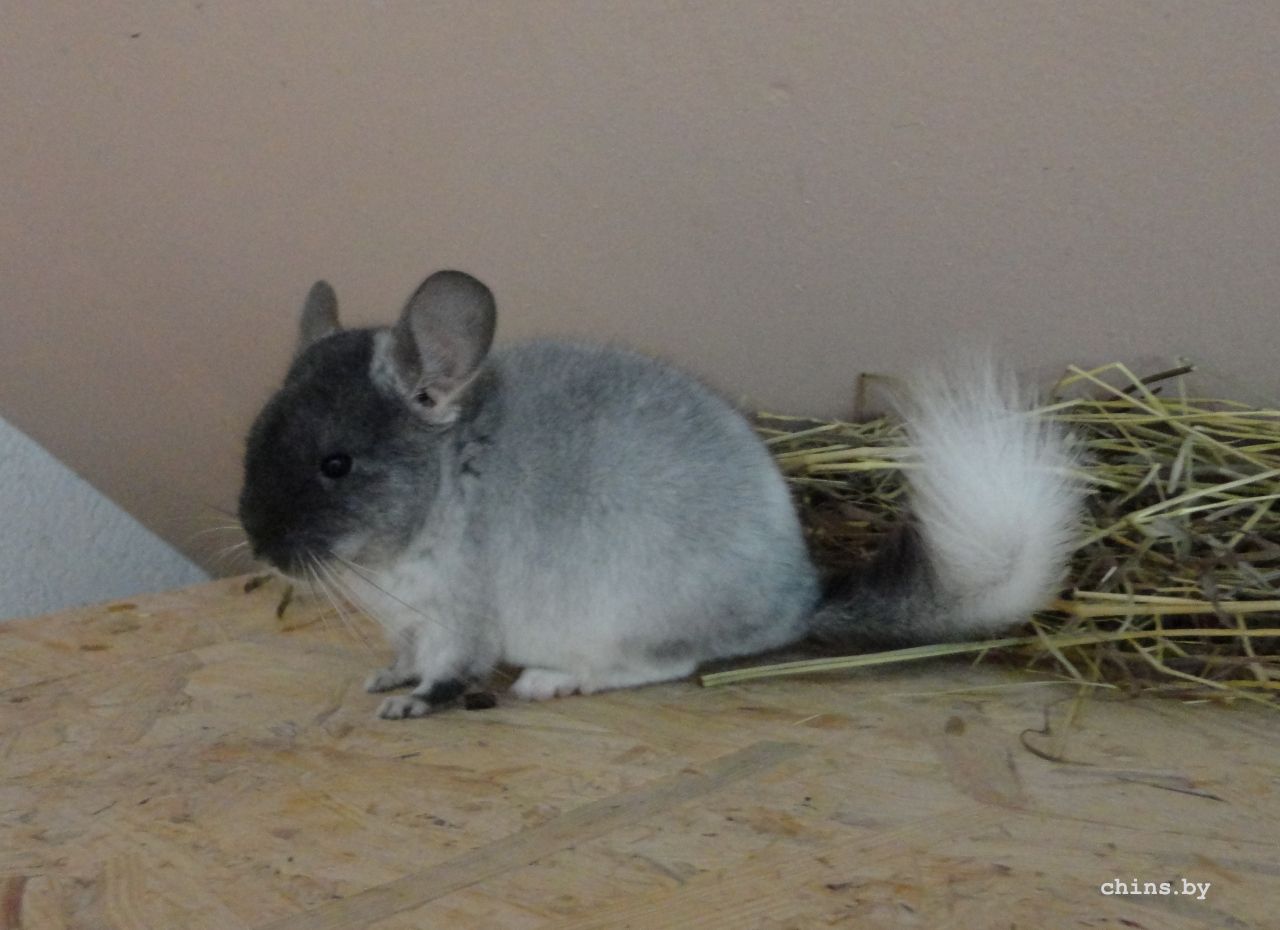 skaistais Maugli.JPG