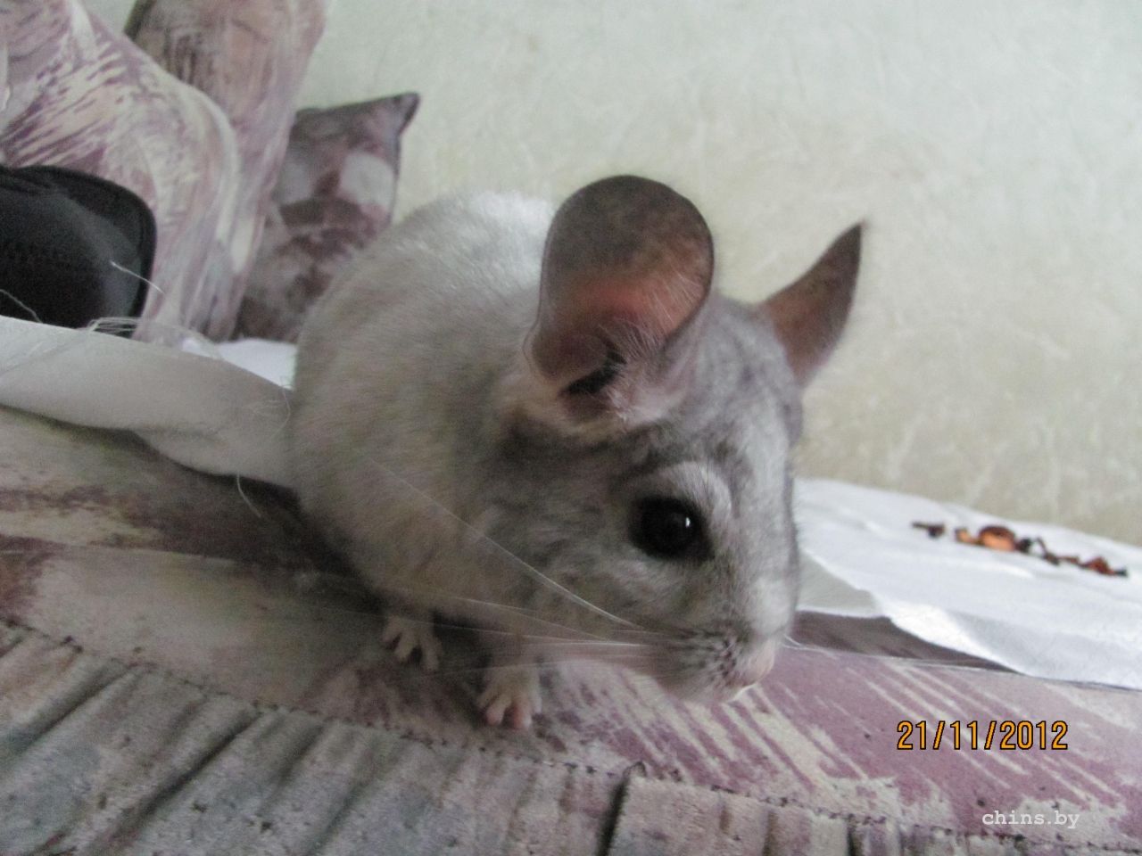 Изображение 1136.jpg