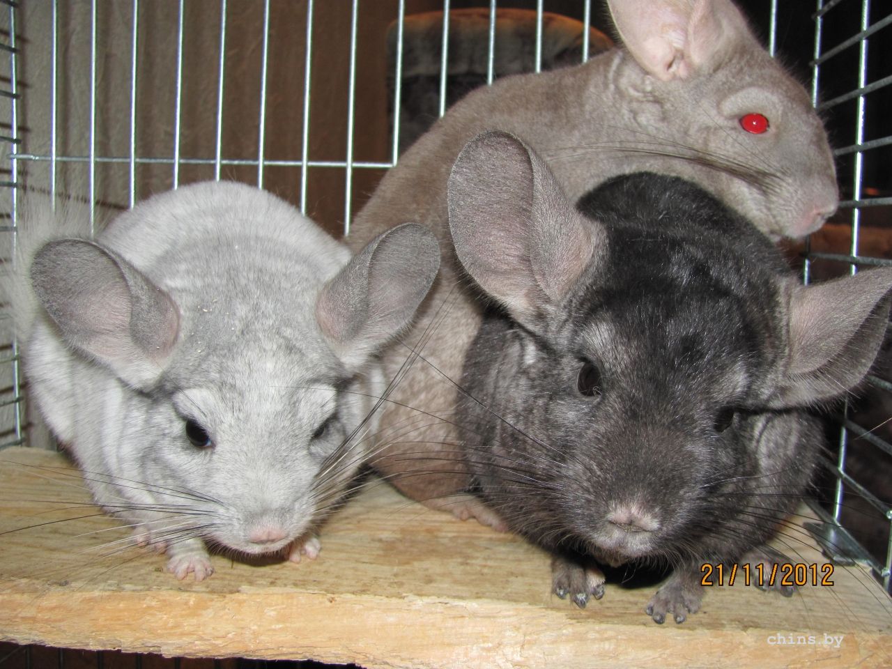 Изображение 1161.jpg