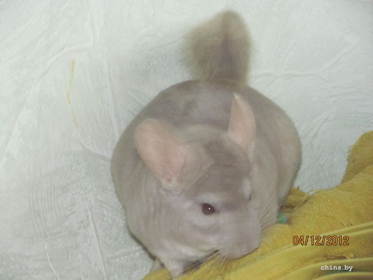 Изображение 1260.jpg