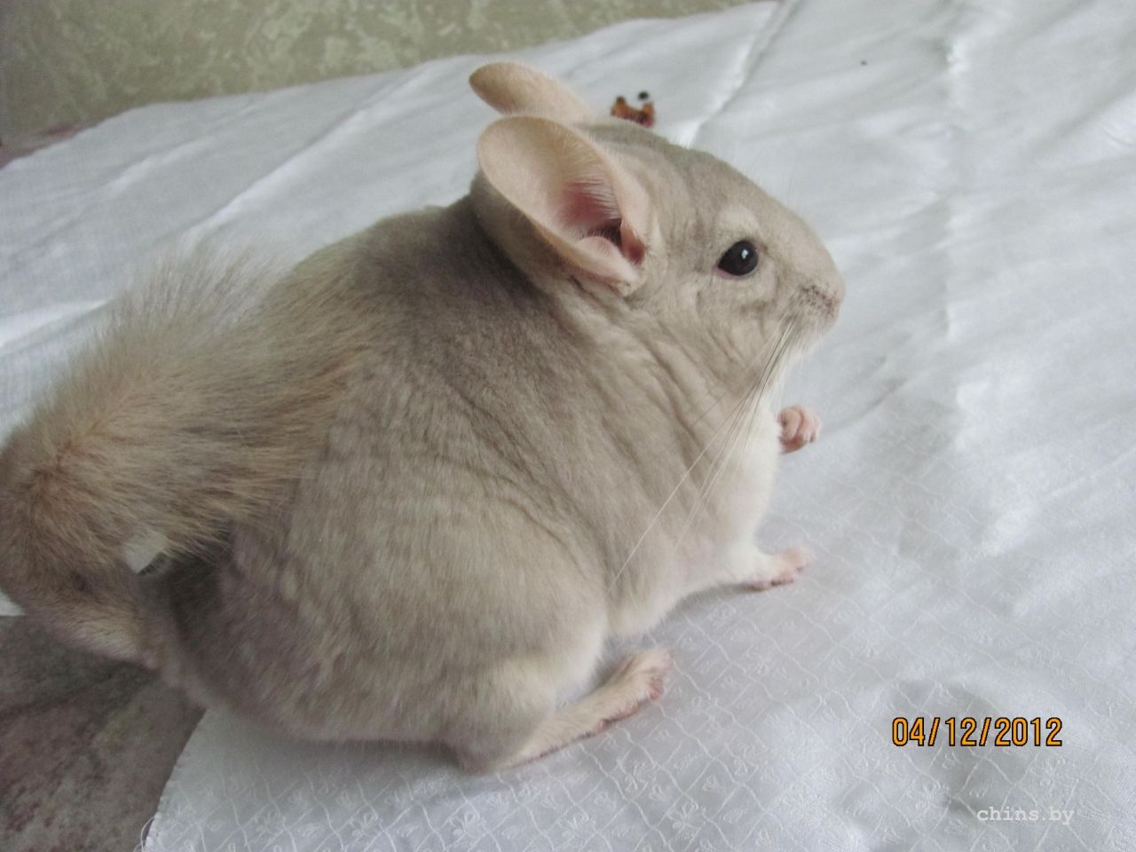 Изображение 1261.jpg