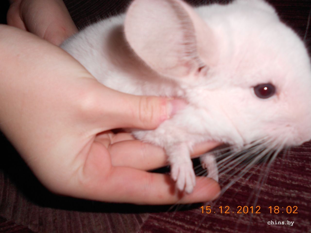 Изображение 001.jpg