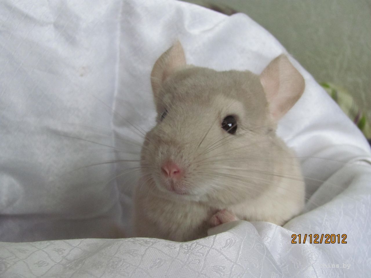 Изображение 025.jpg