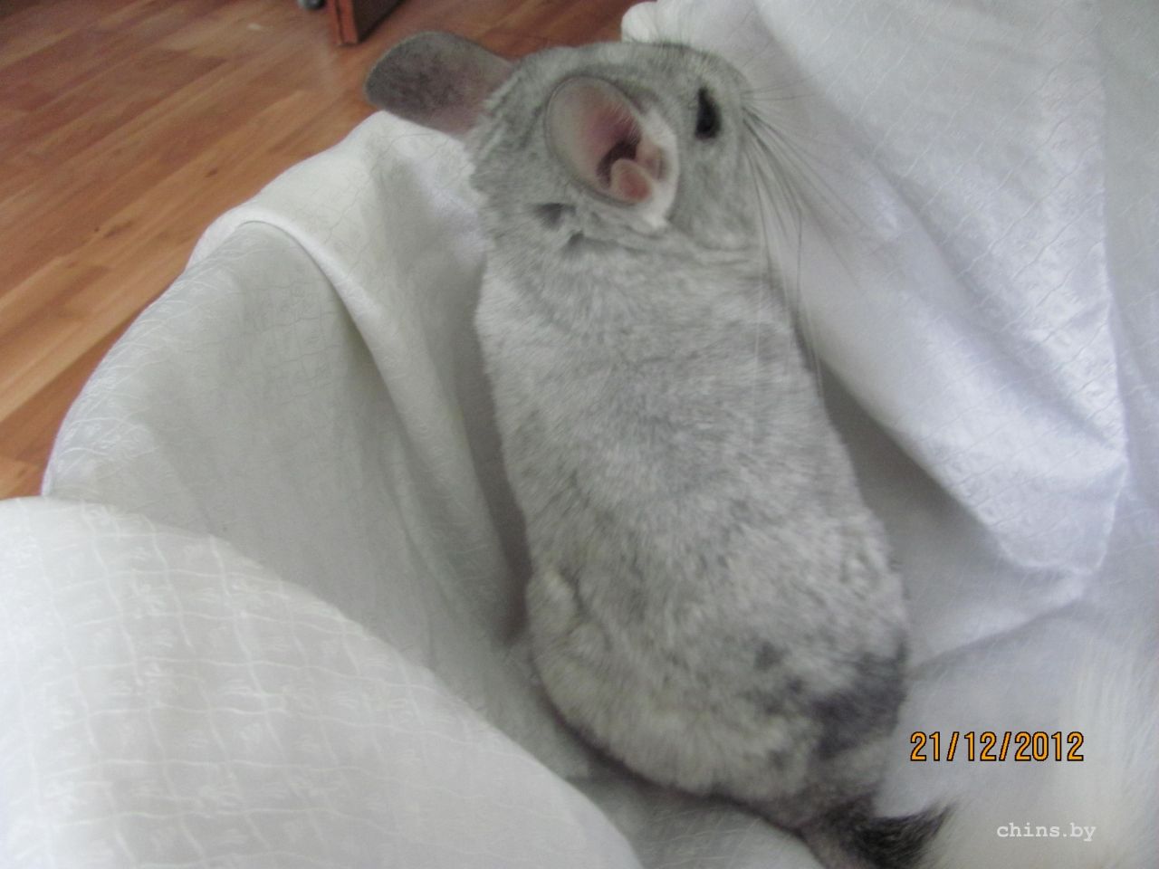 Изображение 119.jpg