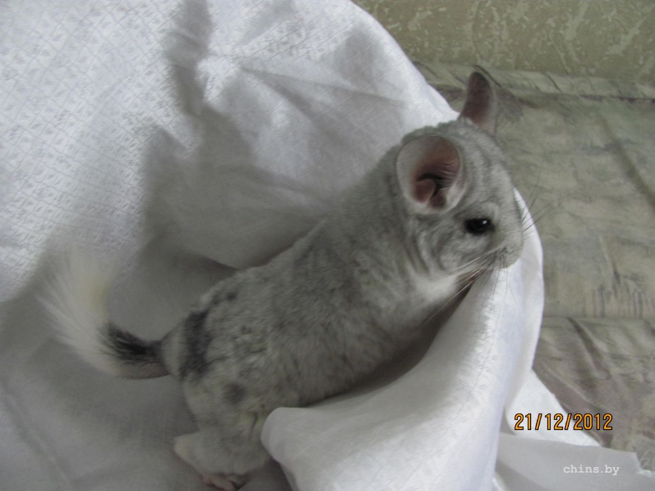 Изображение 126.jpg