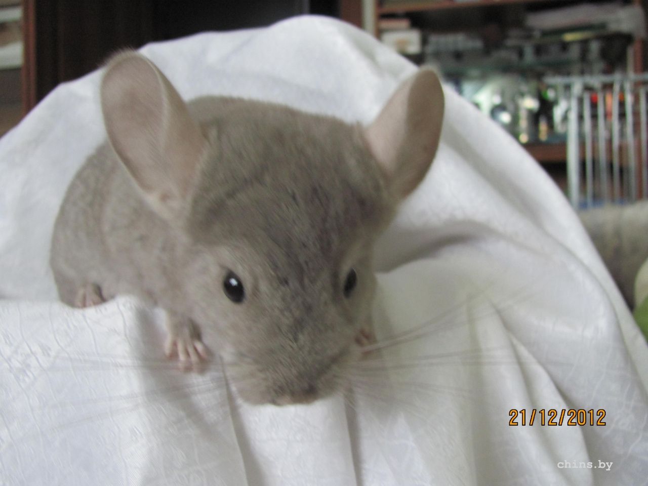 Изображение 051.jpg