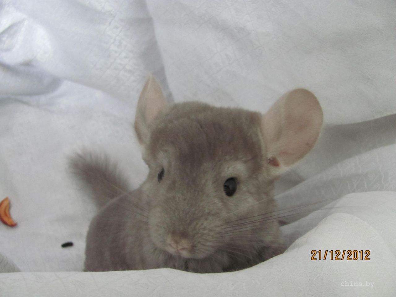 Изображение 060.jpg