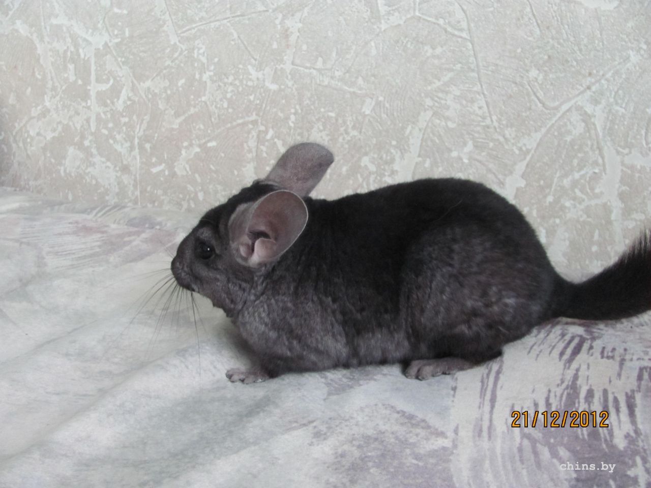 Изображение 098.jpg