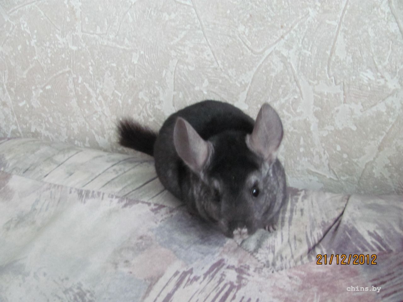 Изображение 103.jpg