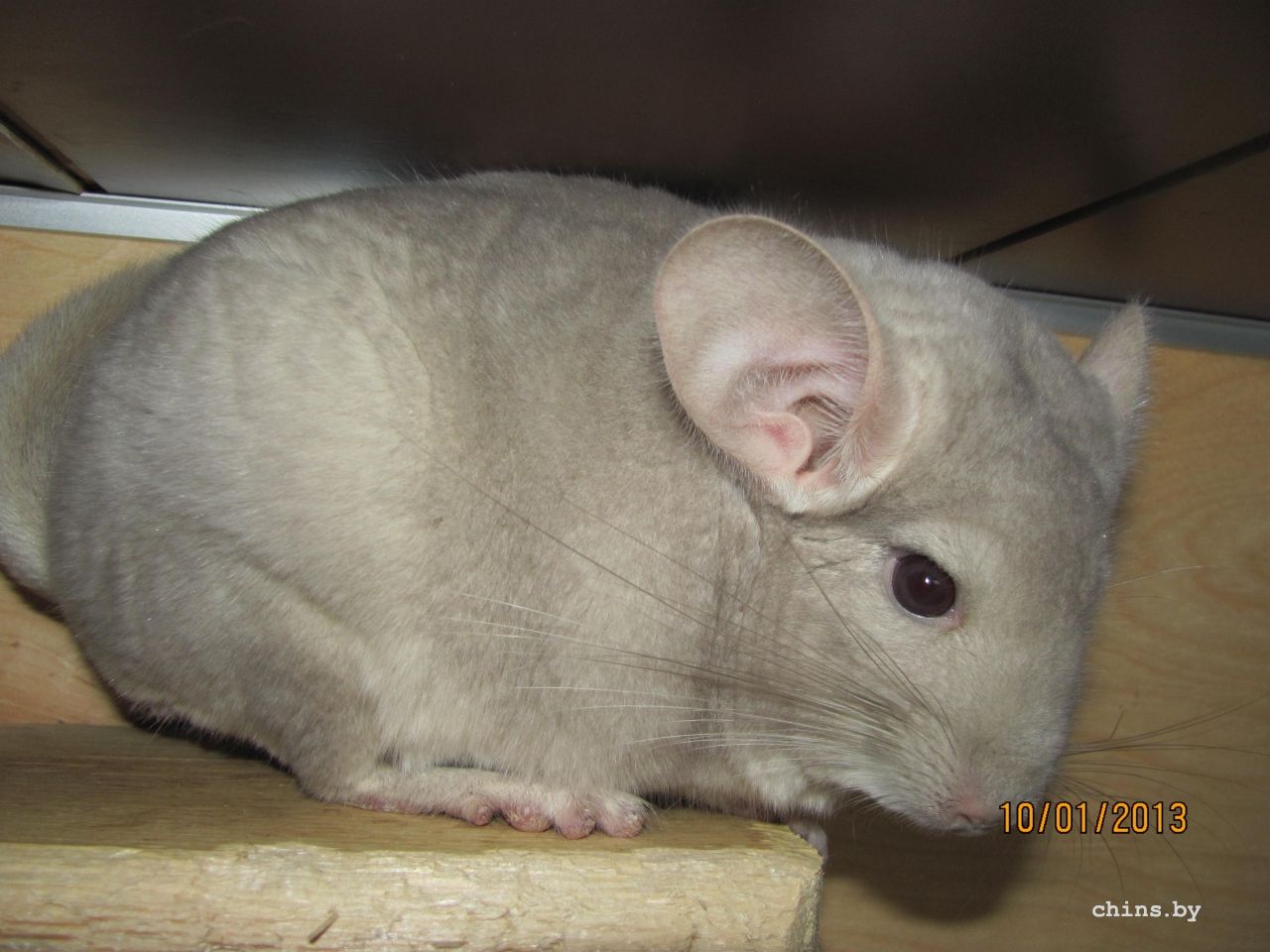 Изображение 232.jpg