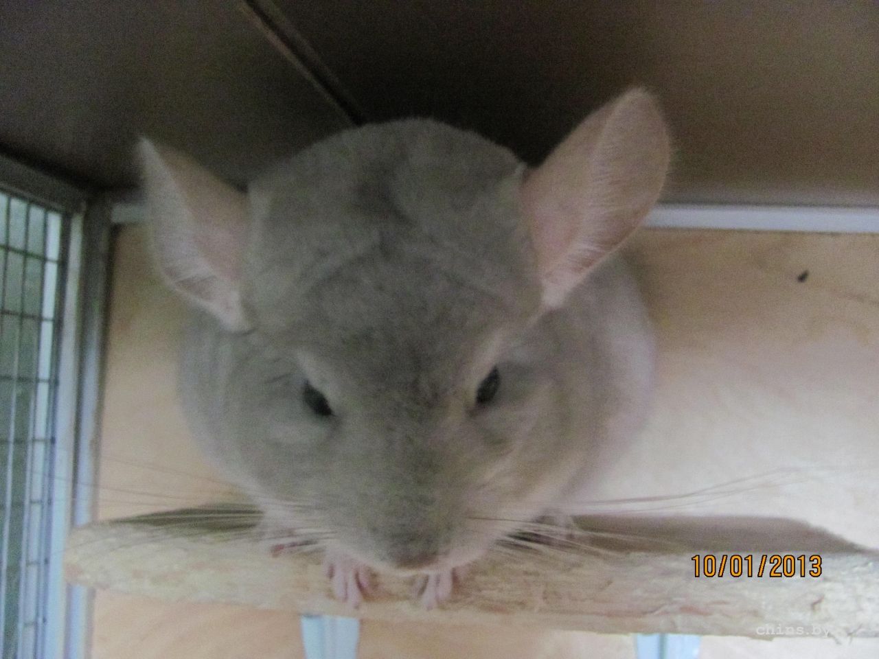 Изображение 230.jpg