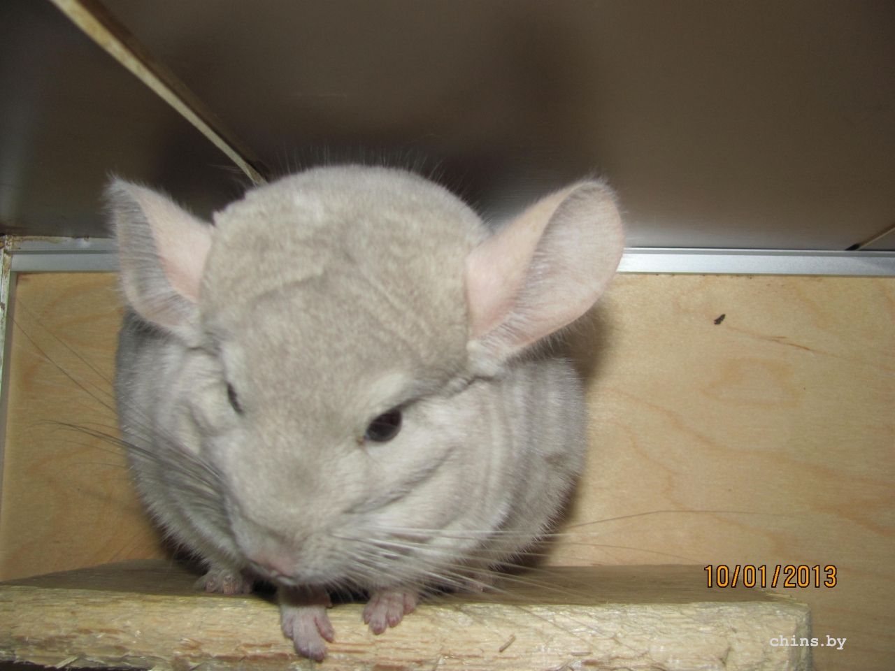 Изображение 229.jpg