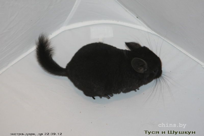 эд пацан 5.jpg