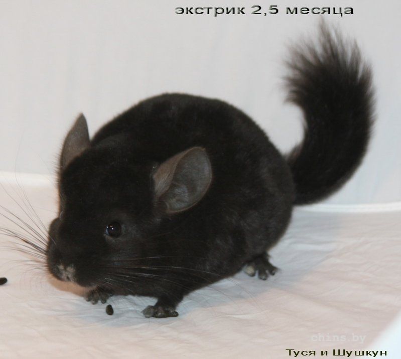 пацан 2.5 месяца 3.jpg