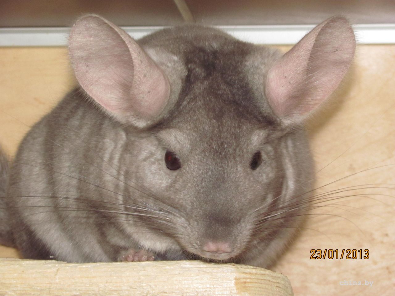 Изображение 283.jpg