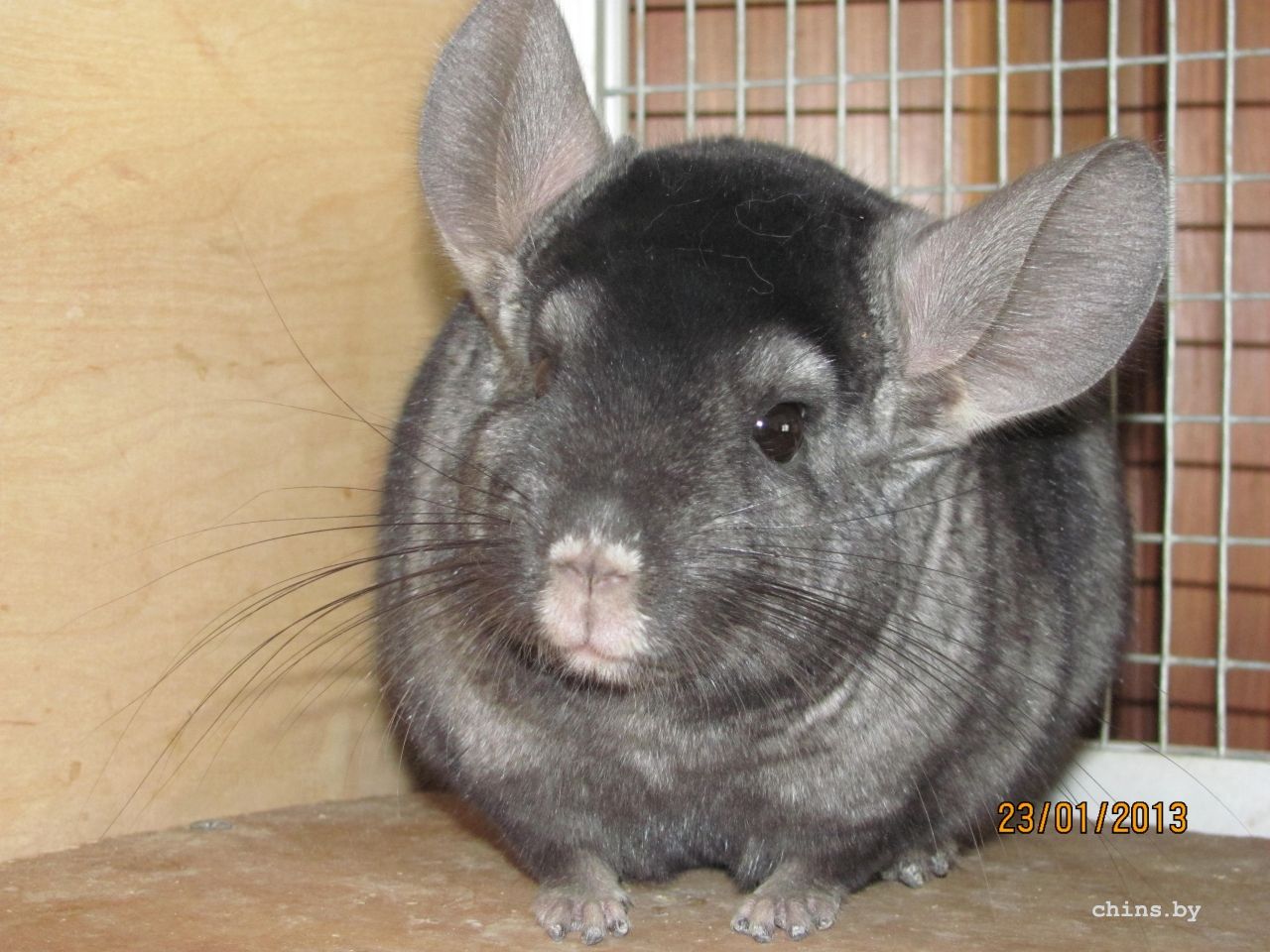 Изображение 289.jpg