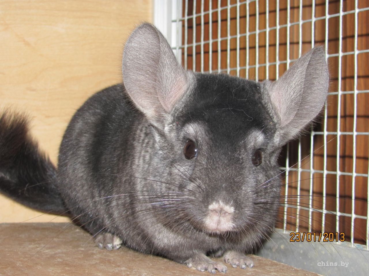 Изображение 281.jpg