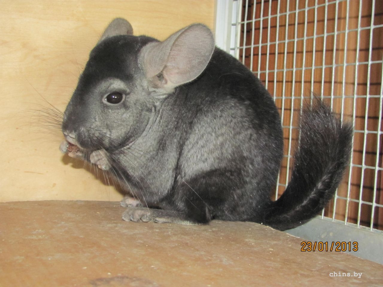 Изображение 247.jpg