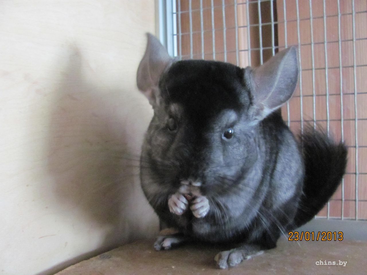 Изображение 249.jpg