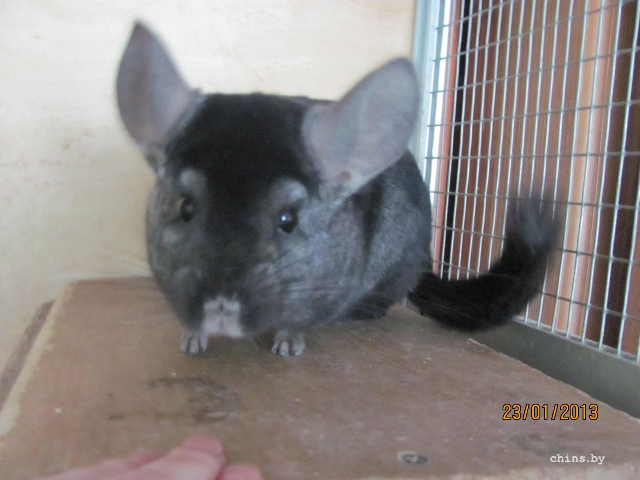 Изображение 250.jpg