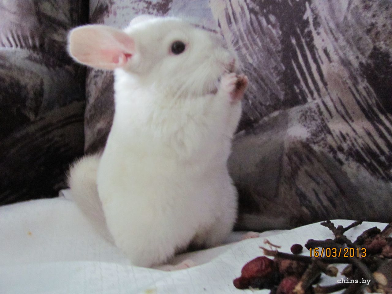 Изображение 370.jpg