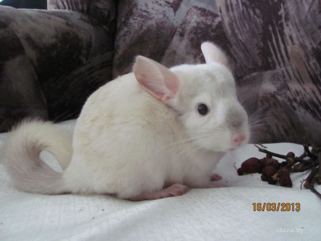 Изображение 372.jpg