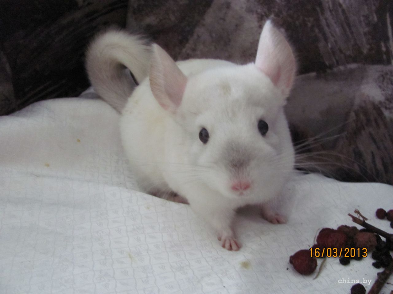 Изображение 381.jpg