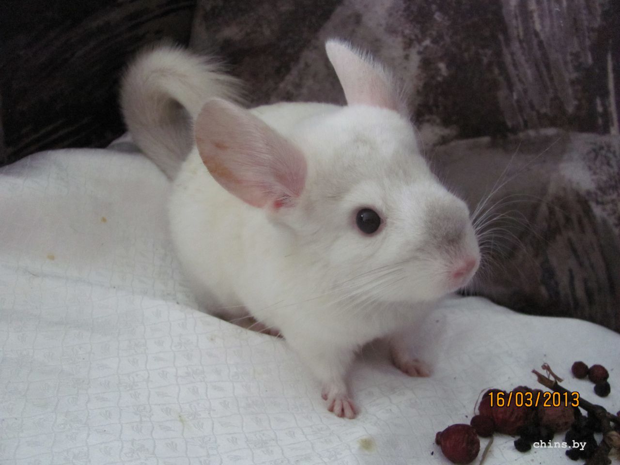 Изображение 382.jpg