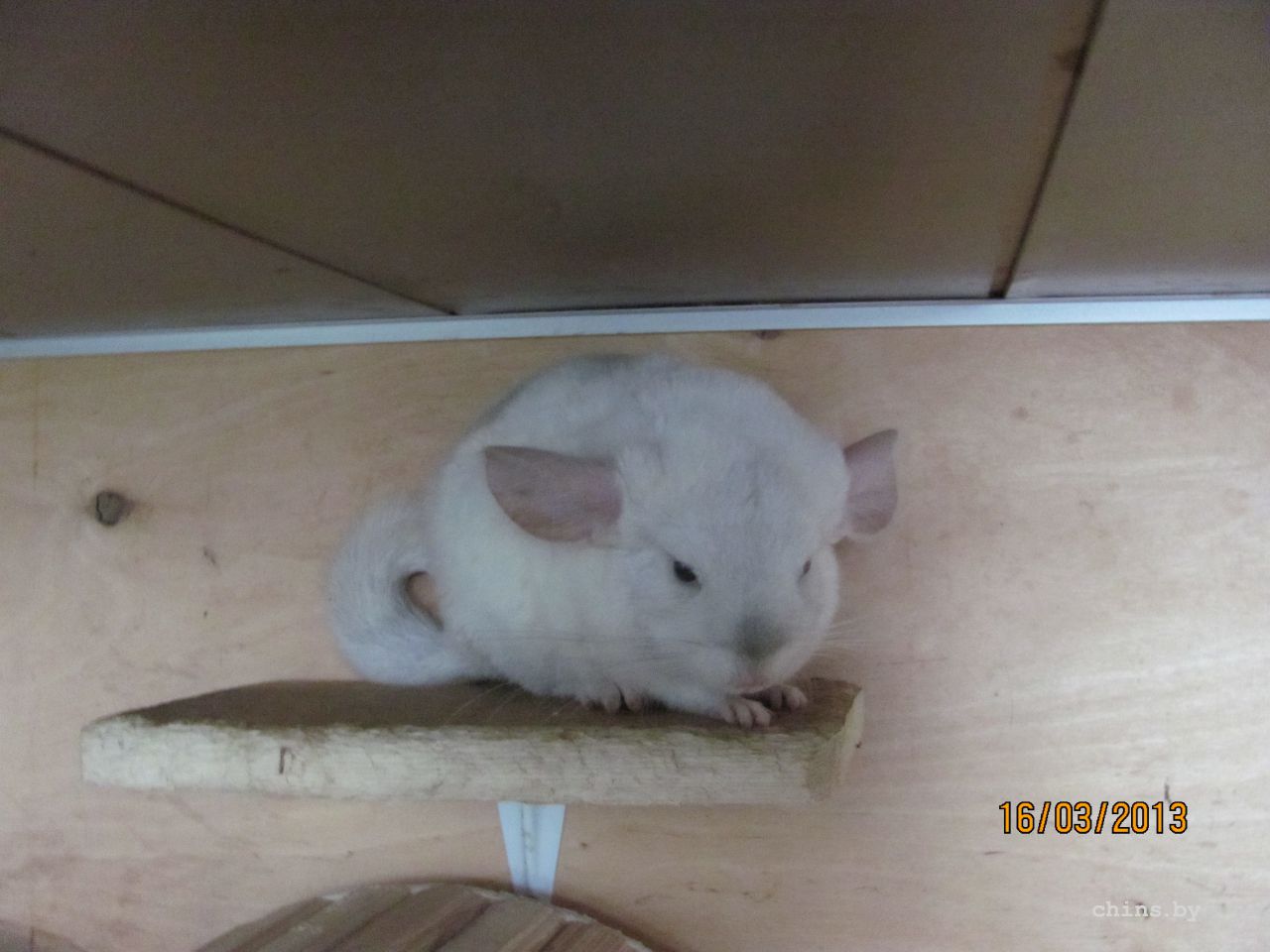 Изображение 385.jpg