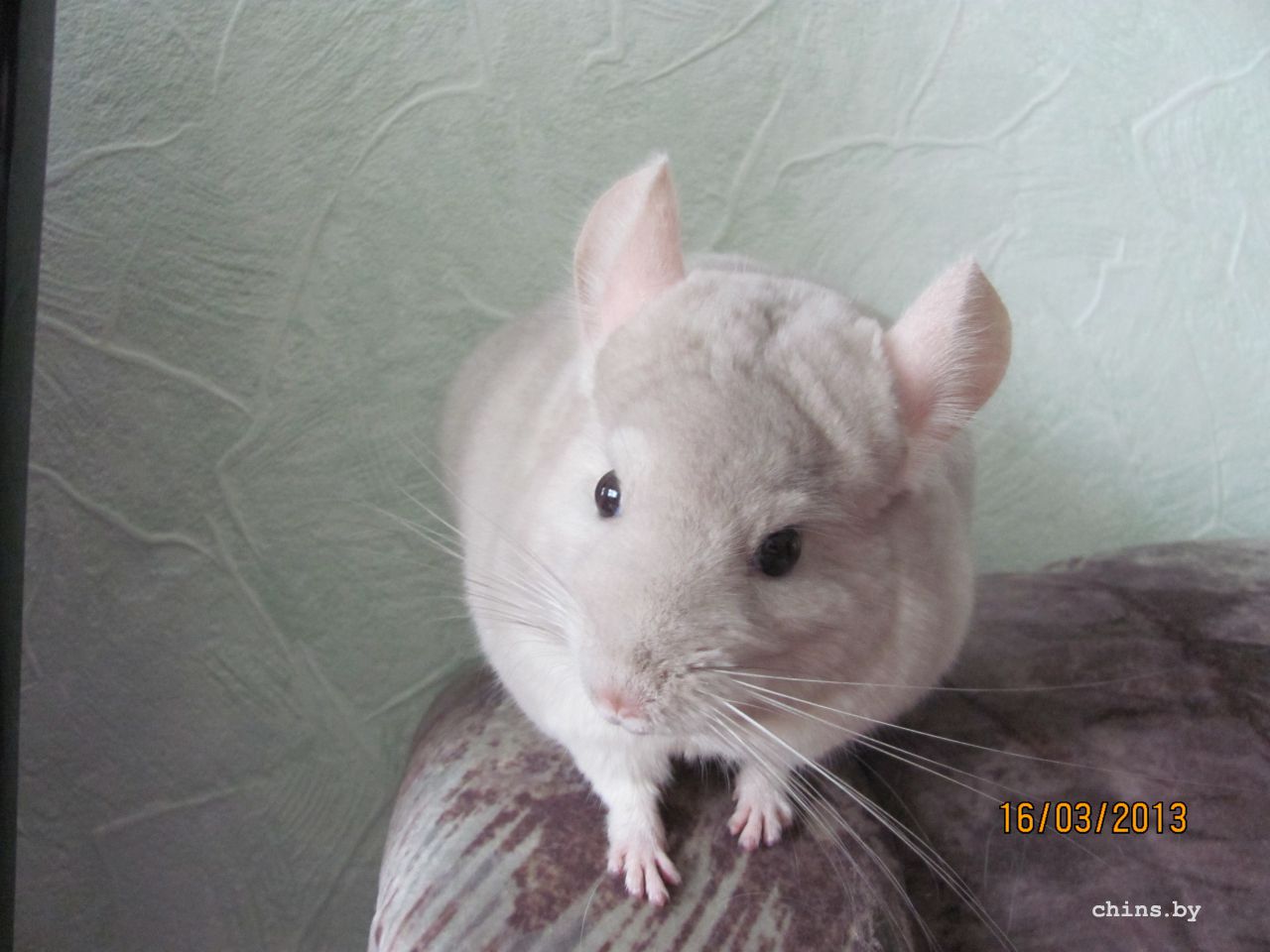 Изображение 401.jpg