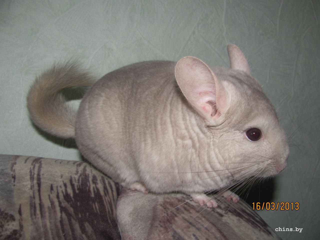 Изображение 403.jpg