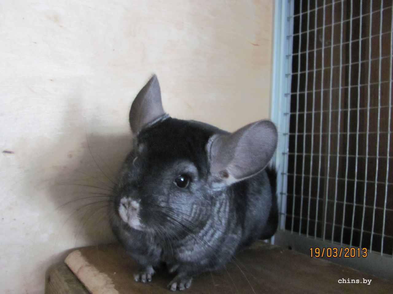 Изображение 479.jpg