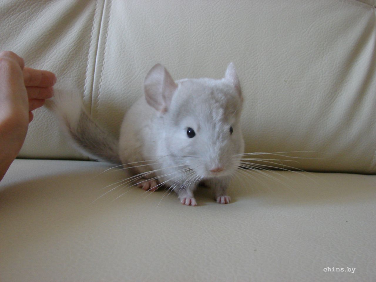 DSC04324 - копия - копия.JPG