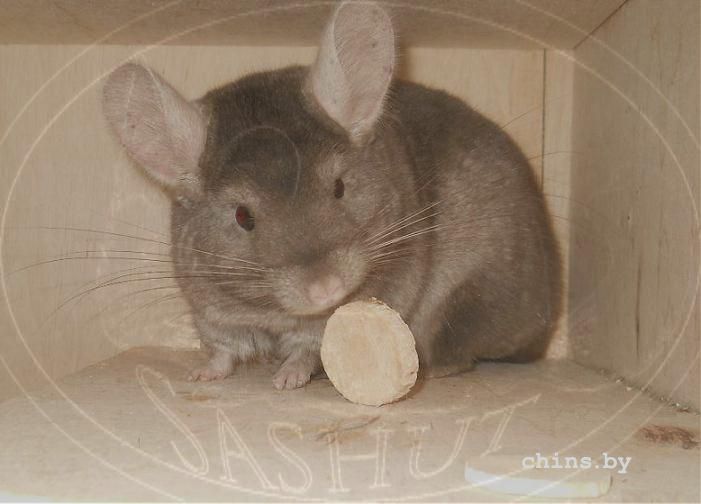 Бьютти и блинчики)).JPG