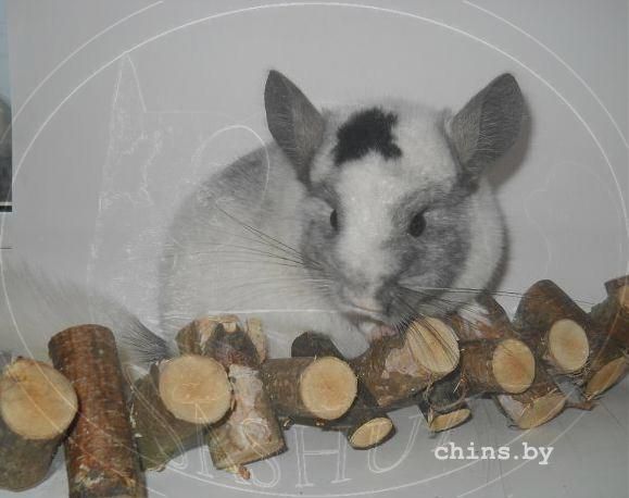 Чуба и погрызушка.JPG